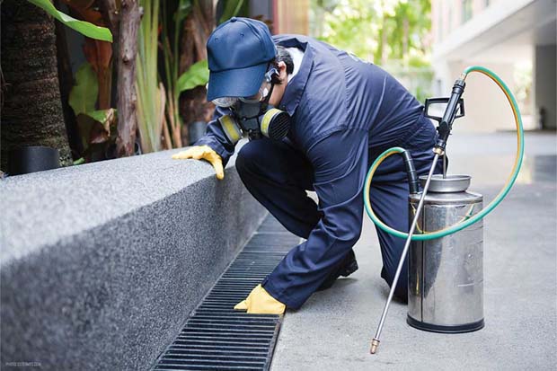 Pest Cleaning Service in Chennai